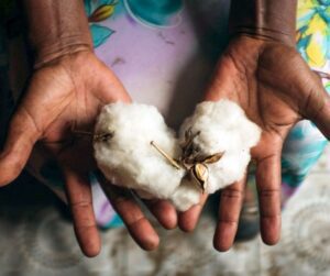 Natural organic cotton