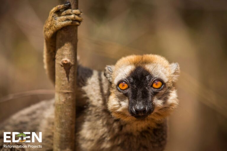 Madagascan Lemur Endangered