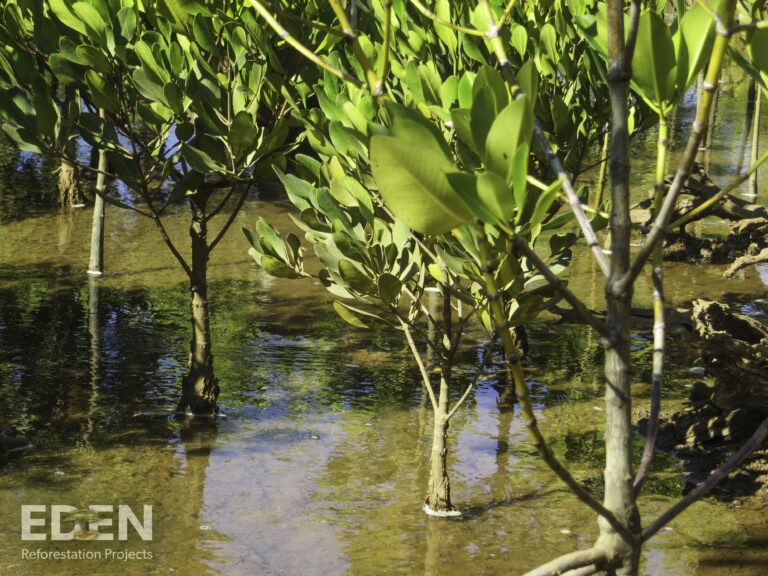 Madagascar 2013 Young mangroves closeup scaled