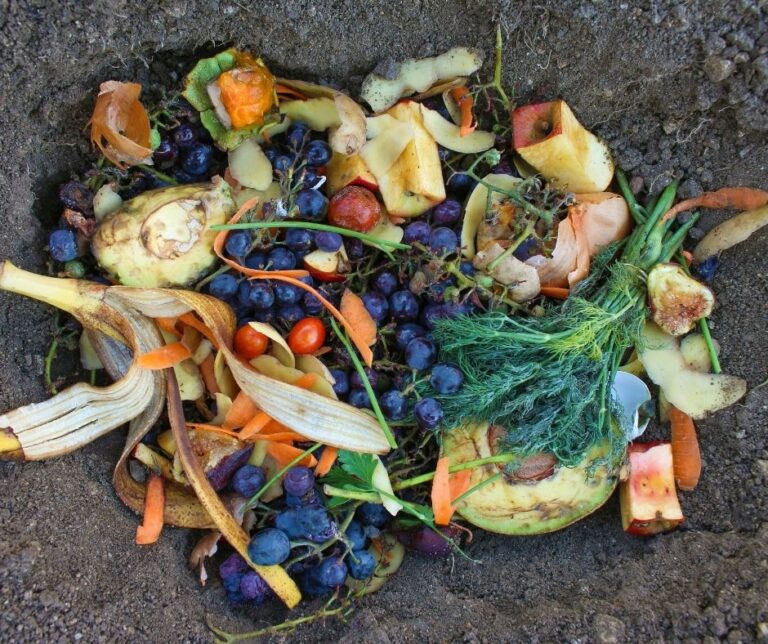 Food Waste 1