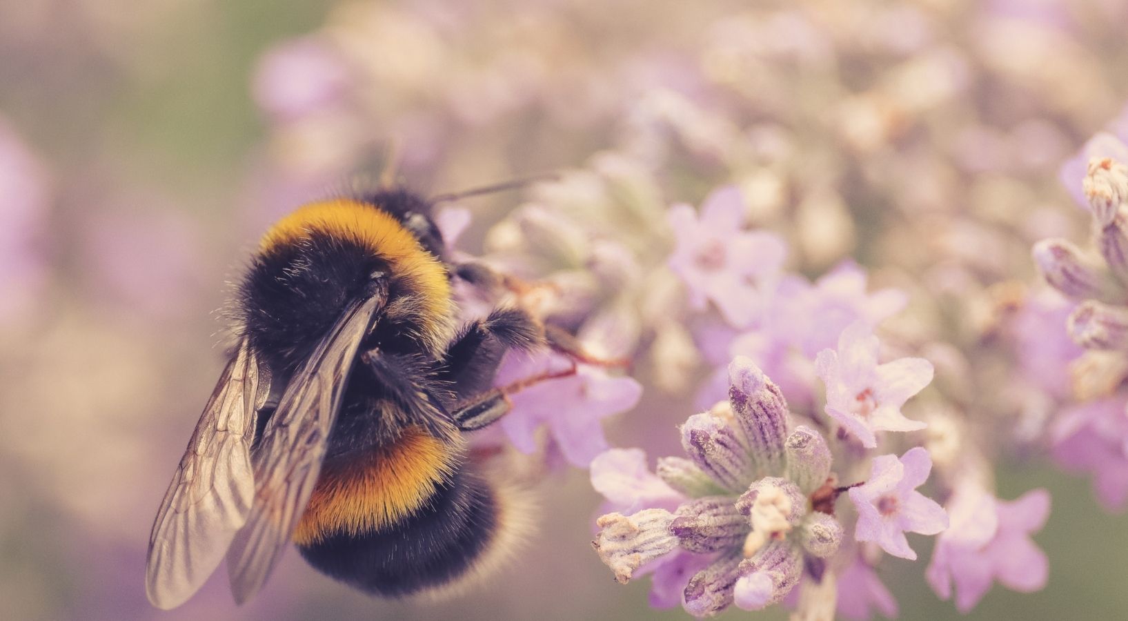 The Humble Bee header