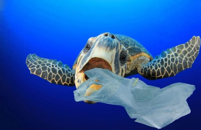 Turtle eating a plastic bag Play It Green