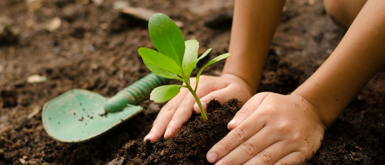 Tree planting event header