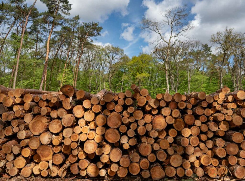 cut down trees
