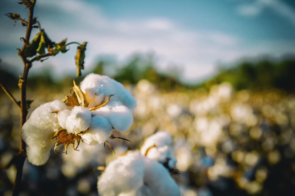 Cotton field scaled