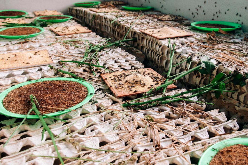 Insect Farm Thailand scaled