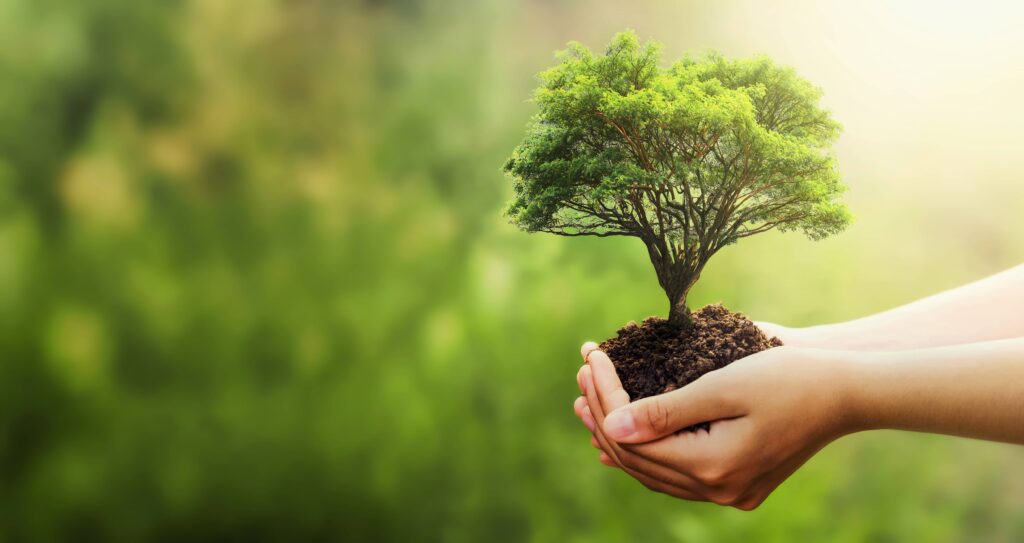 hand holding tree blur green scaled