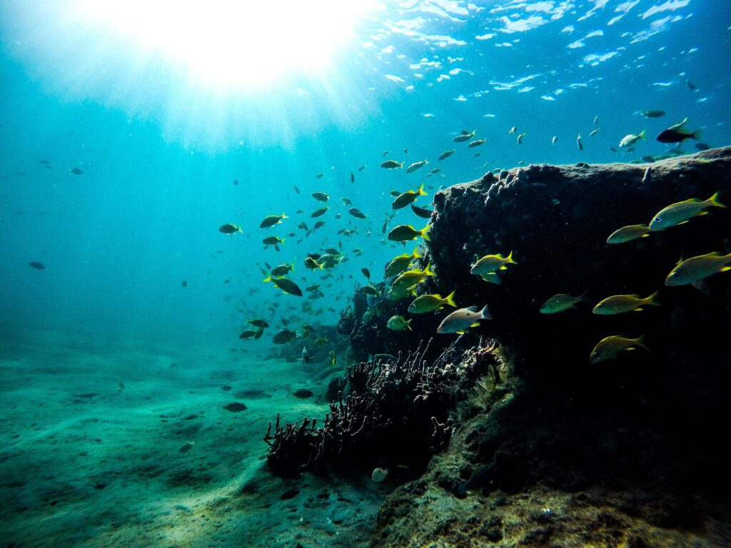 school of fish ocean sea scaled