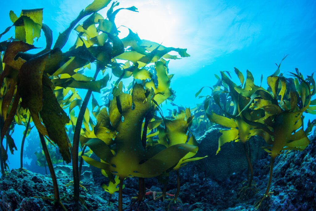 seaweed scaled