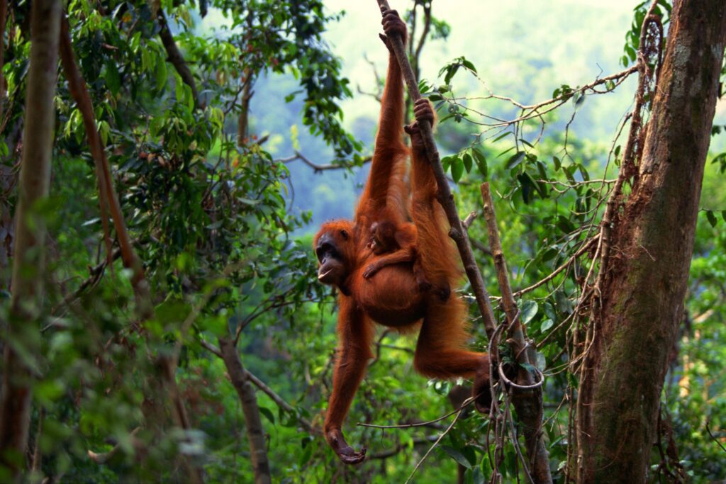 orangutanandbaby WRD scaled