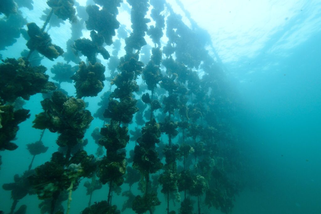 oyster farm scaled