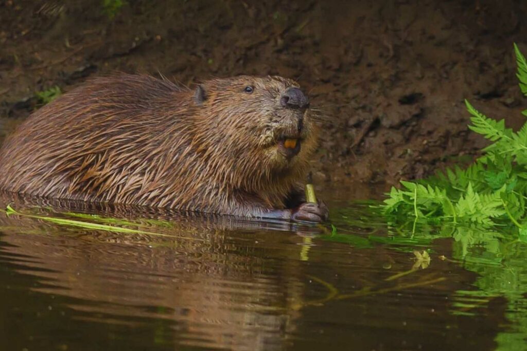 The Eurasian Beaver has seen growth rates of 16000 since 1960
