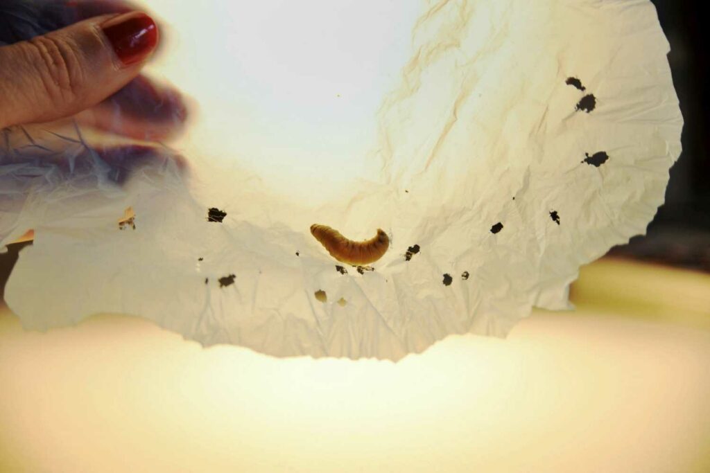 Wax Worm