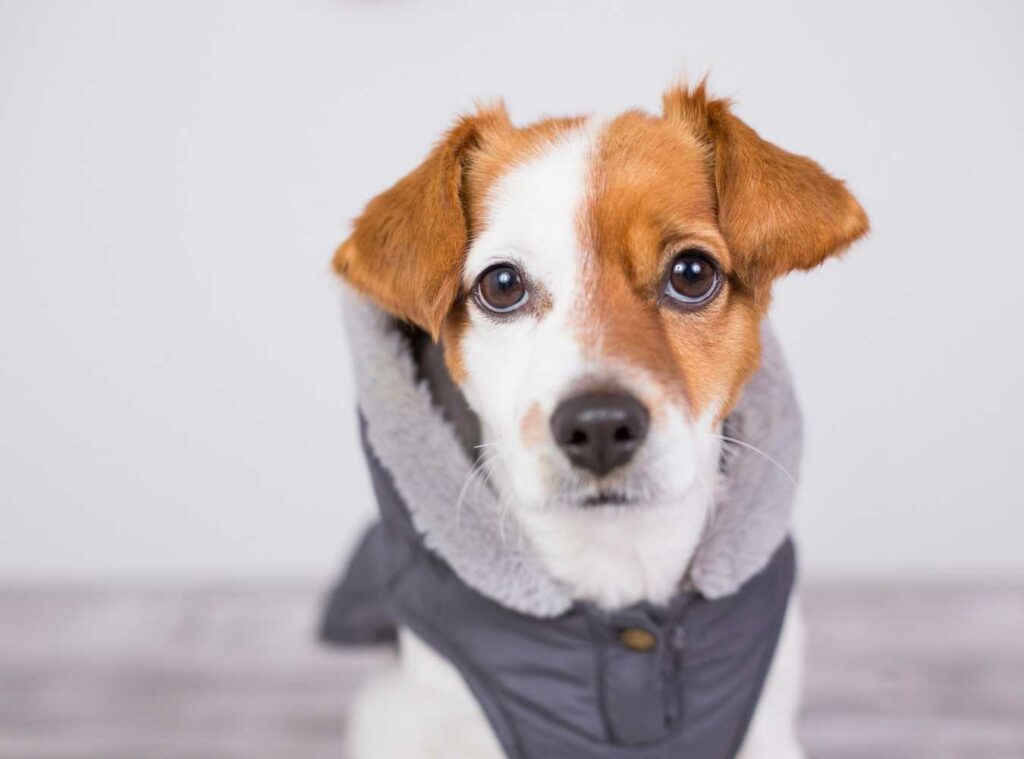 Winter Coat 1