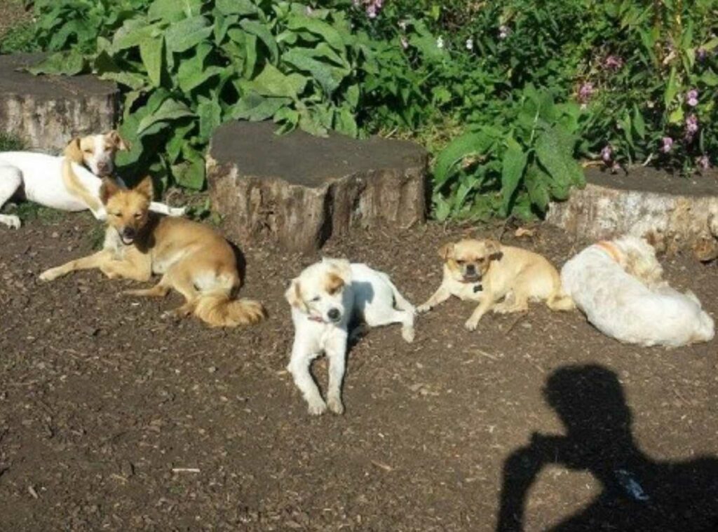 Dogs 4 Rescue 1