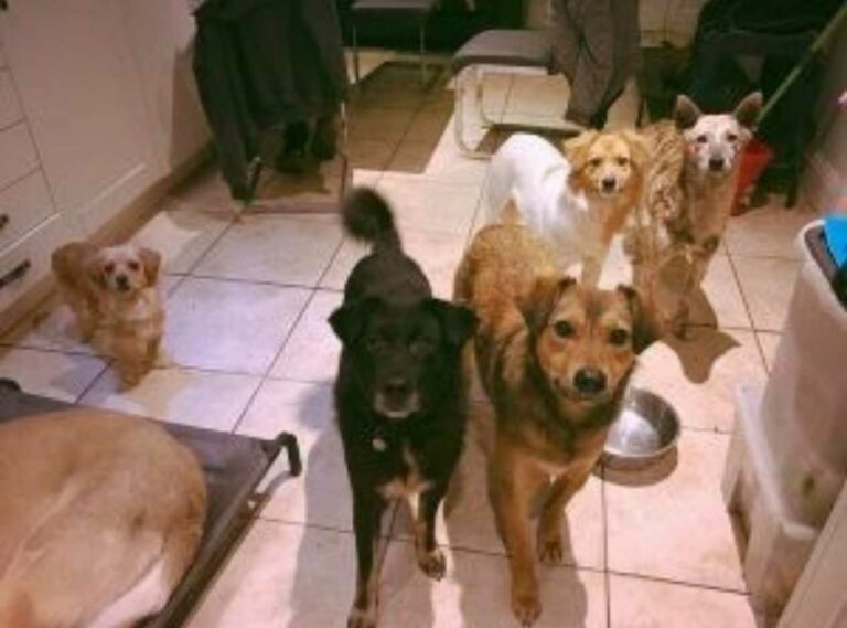 Dogs 4 Rescue 2