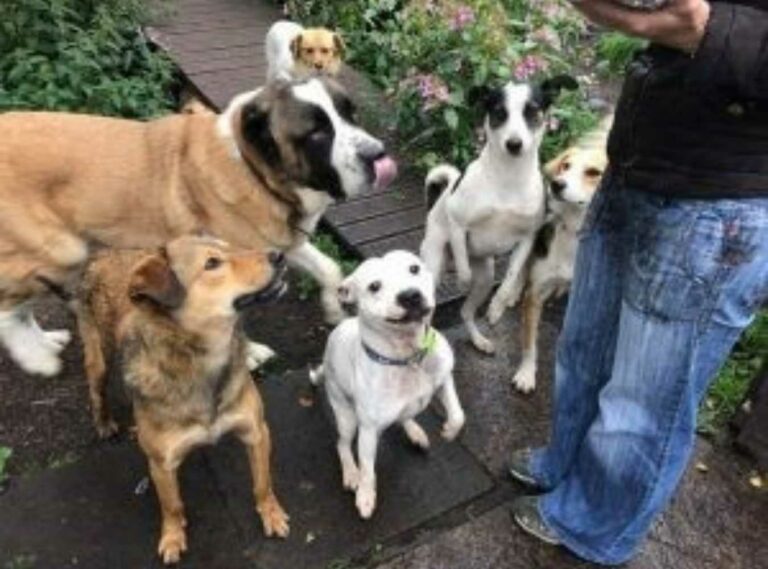 Dogs 4 Rescue