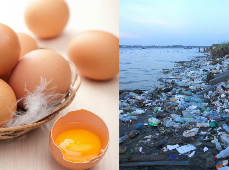 Eggs could help solve plastic pollution