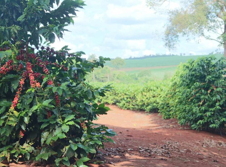 68 of the climate impact of the coffee business is caused by coffee cultivation