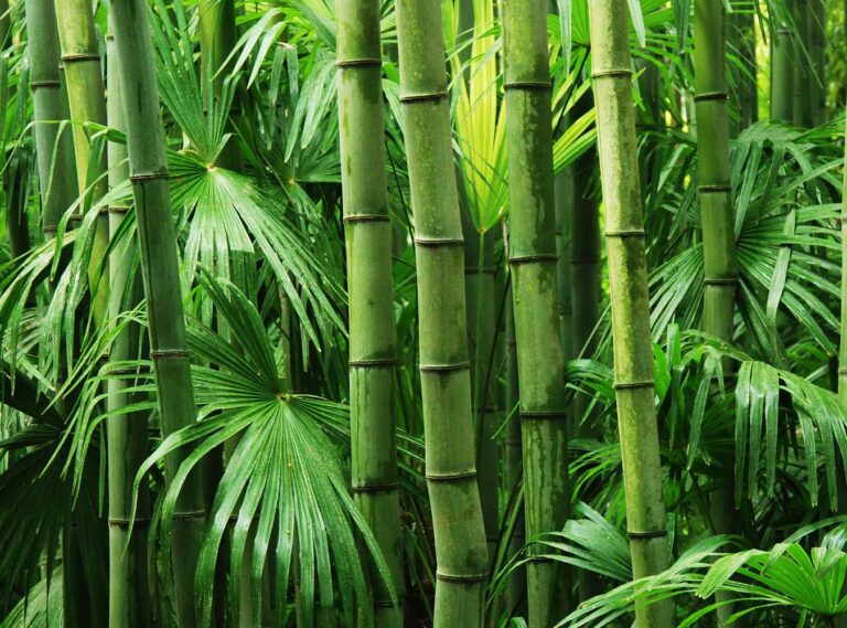 Bamboo is a sustainable plant that requires little water and pesticide