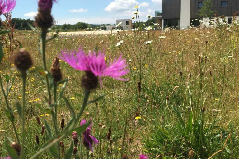 Climate Impact Bookings Habitat First Group biodiversity