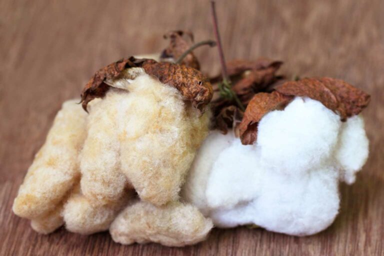 Organic cotton is far better for the environment