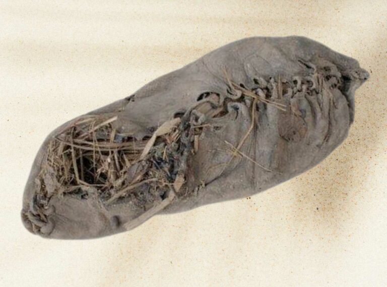 a 5500 year old leather shoe that was found in 2008 in Armenia