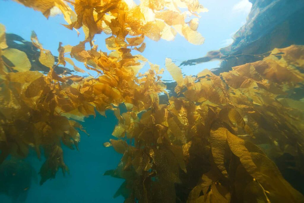 Brilliant Eco News Seaweed could be a key tool in removing carbon dioxide from the atmosphere