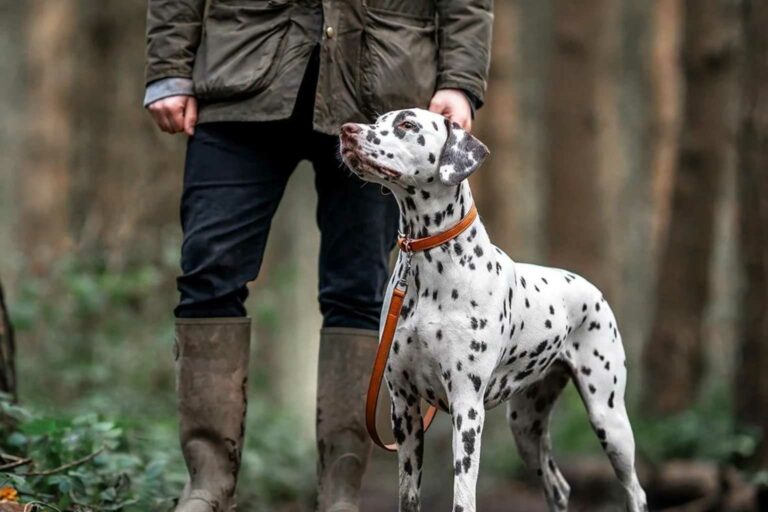Walk Your dog sustainably Project Blue Hamilton ELeather recycled leather dog lead
