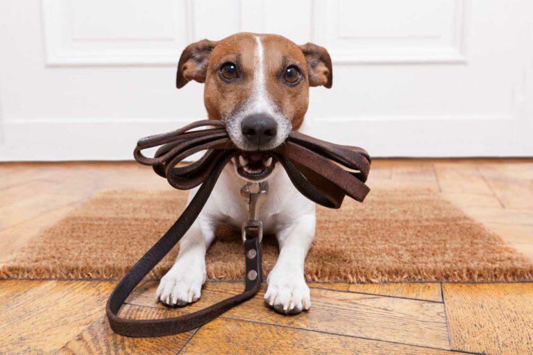 Walk your dog sustainably Dog leads can have a negative impact on the environment