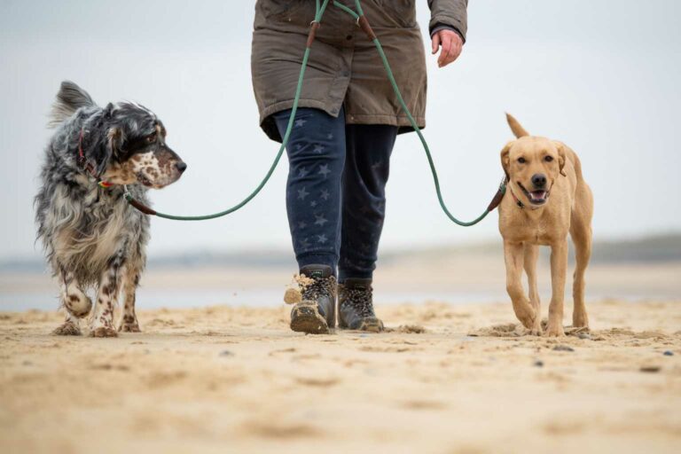 Walk your dog sustainably Tangle leads are made from recovered ghost nets and protect the oceans