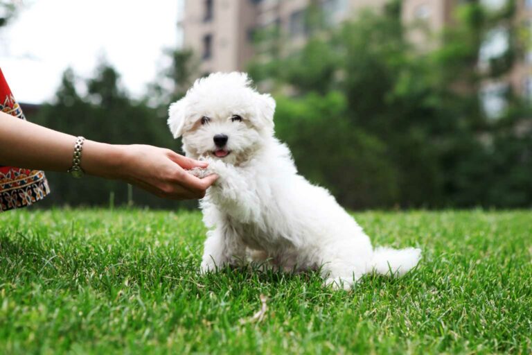 Walk your dog sustainably Your dog and the planet will thank you for walking it sustainably