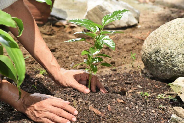 Earth Day Planting trees is a great way to celebrate earth month
