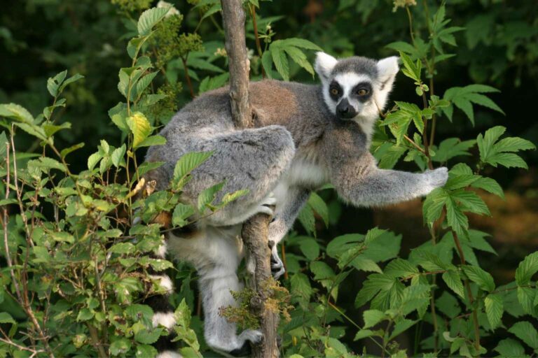 Earth Day Trees provide habitat for endangered species