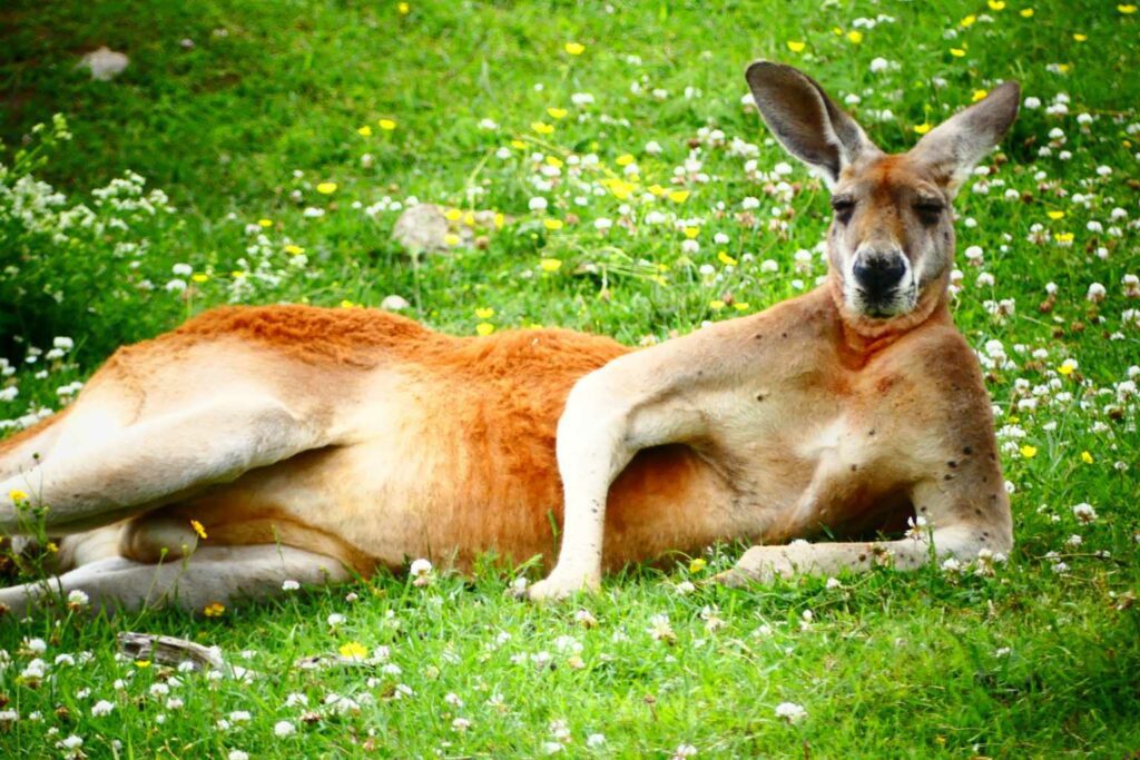 Happy Eco News Kangaroo poo may help to solve climate change