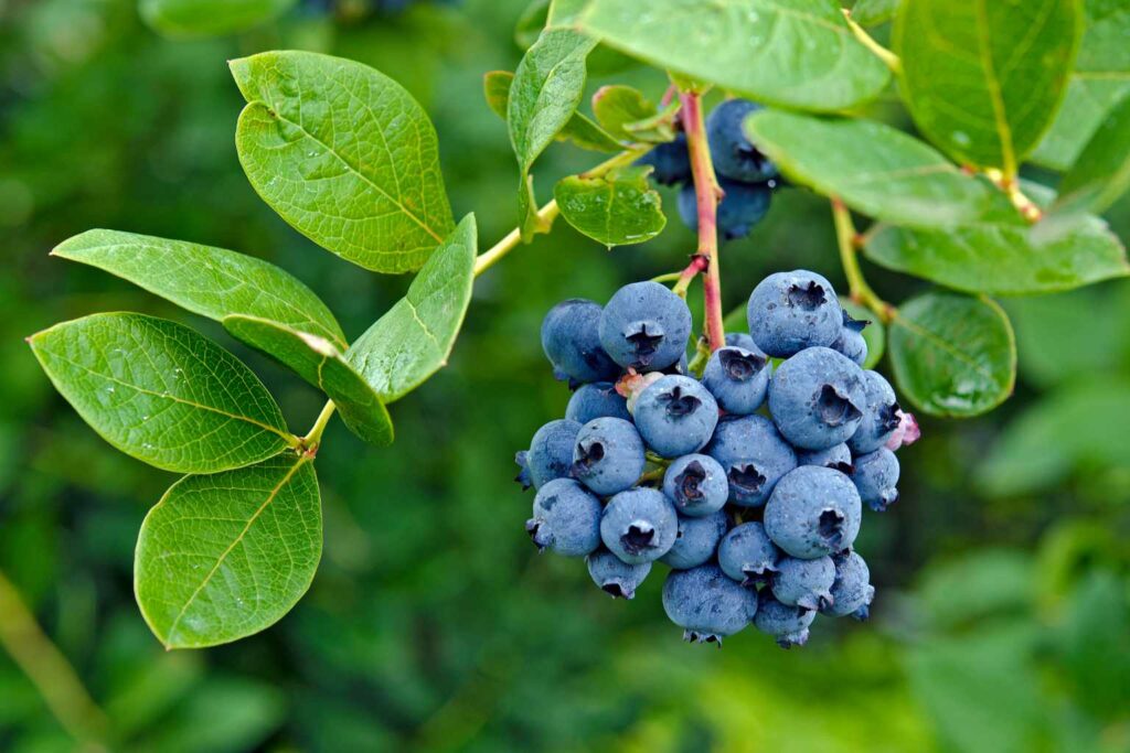 Eco News Roundup Ribenas parent company is trialling regenerative farming at 60 sites in the UK