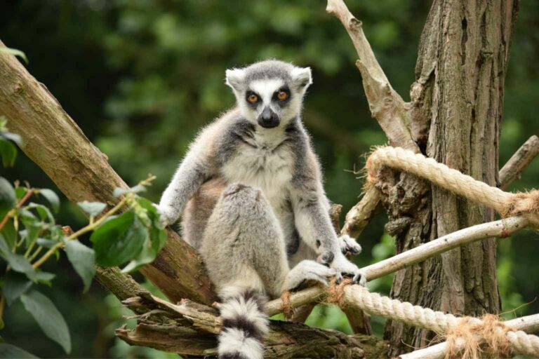 Biodiversity in Business Biodiversity loss has lead to the extinction of 477 species since 1900