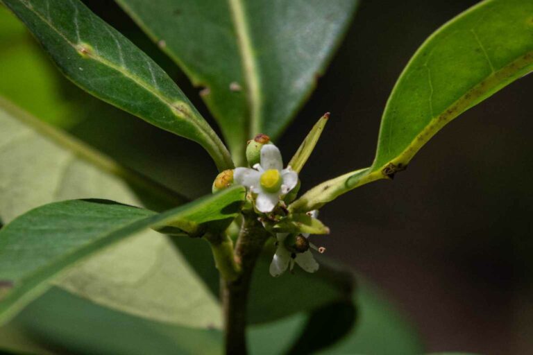 Inspiring Eco Change The Pernambuco Holly thought to be extinct for 200 years has been found in Brazil