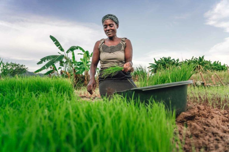 Veritree Our members will now have an increased verifiable impact on job creation