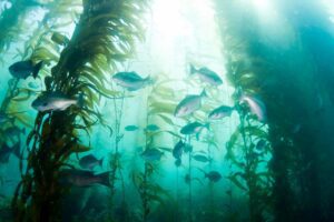 Veritree Our new partnership will help our members repair the planet on land and sea