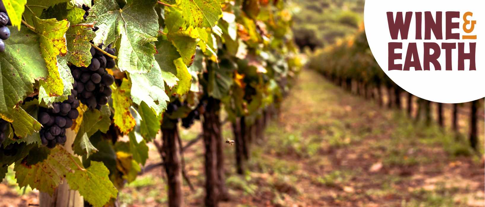 Wine Earth Header