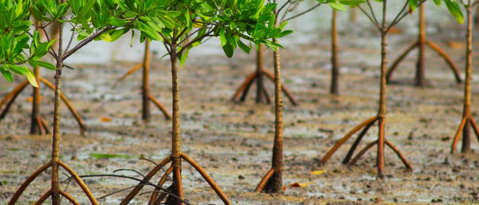 Mangrove Restoration Header