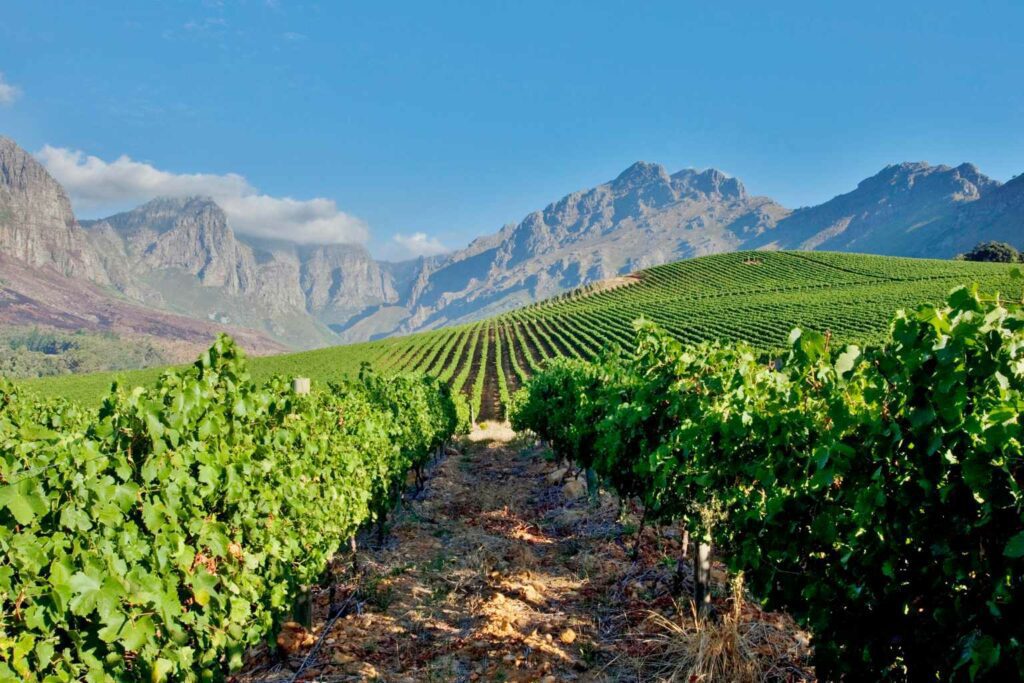 WineEarth find the best sustainable wines from each region