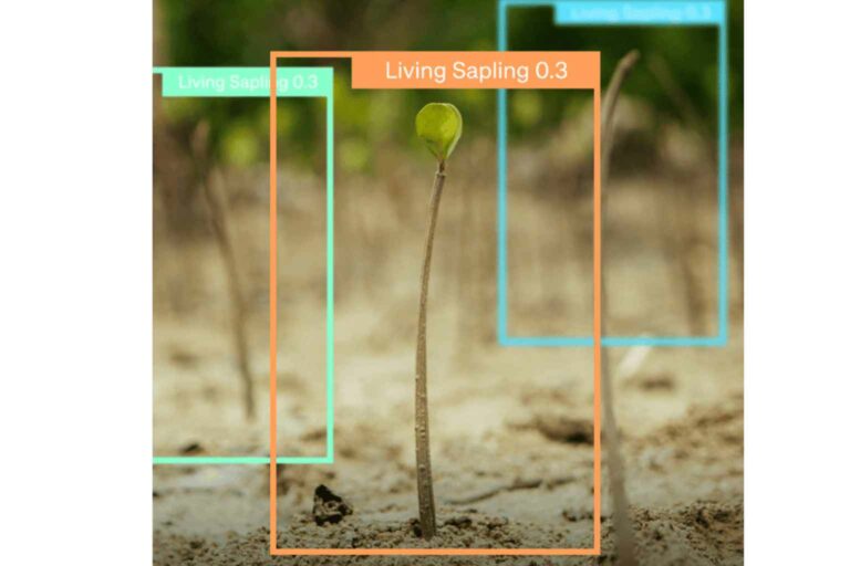 Artificial Intelligence helps to provide real data about the growth of the trees we plant 2