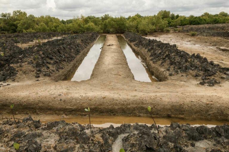Mangrove Survivability Drainage channels have been created to increase survivability rates