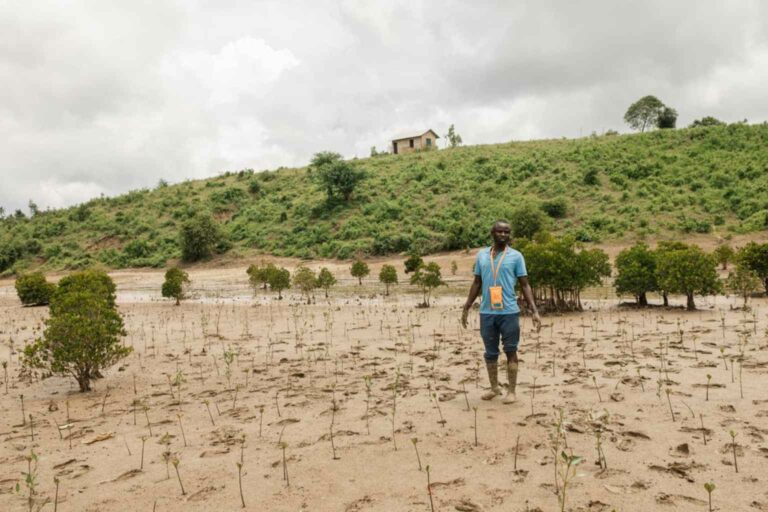 Survivability data is now process for mangrove propogules to create even more reliable systems