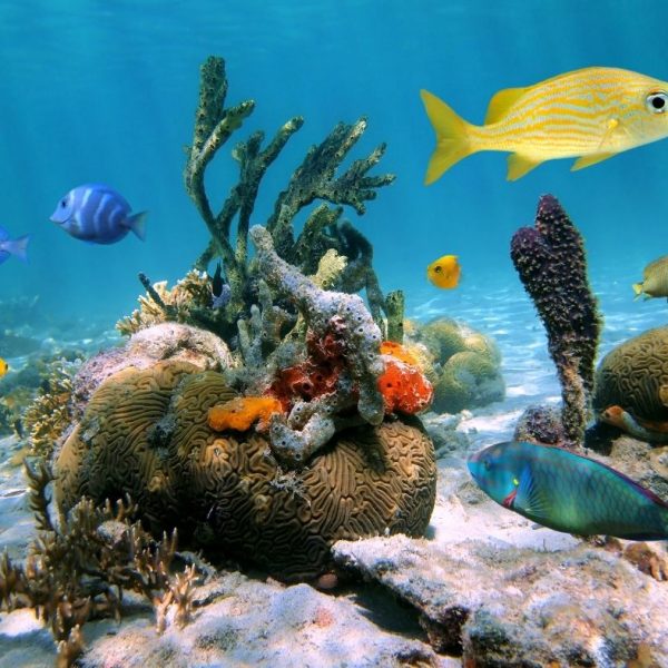 Sea Certifications